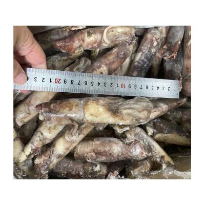 China Nutritious Primers 50-100g Loligo Squid Indian Ocean Whole Frozen Squid for sale