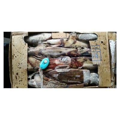 China 300 - 500 g Indian Ocean Squid Frozen Squid Indian Squid Nutritious Sale Well For Restaurant for sale