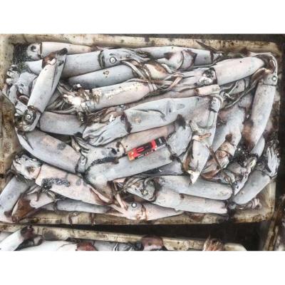 China Quality Nutritious Perfect Seafood Customize Whole Frozen Squid Black Squid Squid For Bait for sale