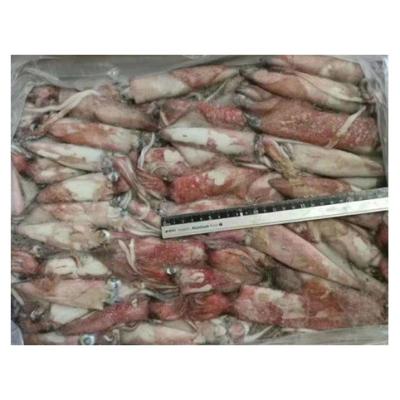 China Nutritious Whole Cleaned Calamares Fresh Sea Frozen Red Squid Loligo From Wholesale Price for sale