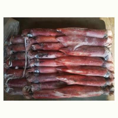 China Supplier Importer Gluten Free Catching Fresh Clean Whole Squid Bait Seafrozen Calamari Loligo China for sale