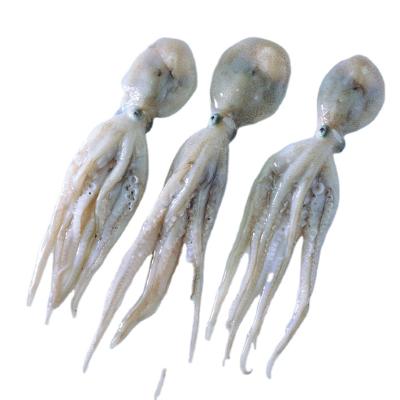 China Hot Sale Nutritious Whole Round Squid Loligo Jigger Giant Catch Frozen Squid For Groundbait for sale