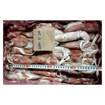 China New Nutritious Arrive Frozen Whole Squid Busan Vulgaris de Loligo de Calamari de Congelato Loligo Gahi Seafood for sale