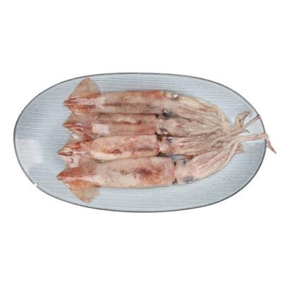 China NATURE Fresh Fish Ghana Bag West Africa High Quality Whole Round Squid Woven Frozen Squid For Market for sale