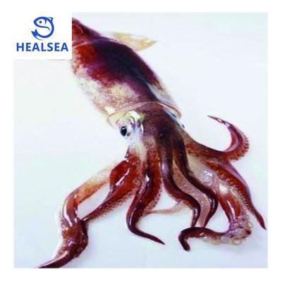 China Healsea Nutritious Seafood Fish Price Frozen Squid Giant Gigas Lure Whole Giant Squid for sale