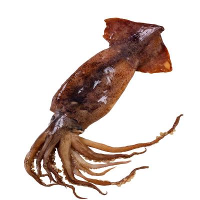 China High Quality Nutritious Whole Round Giant Peru Frozen Squid from China Supply Wholesale Price for sale