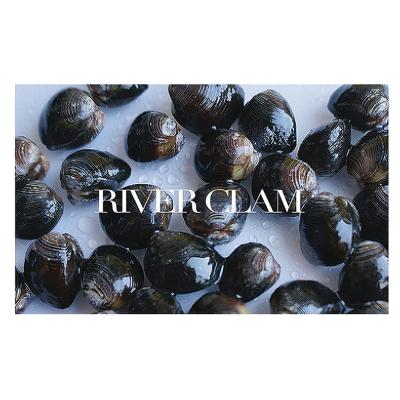 China Nature and delicious frozen seafood factory products supplier vacuum aquatic river clam for sale for sale