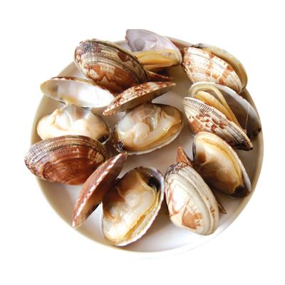 China New whole FROZEN jelly fresh porridge cooked with shell clam food packaging baby clam for sale