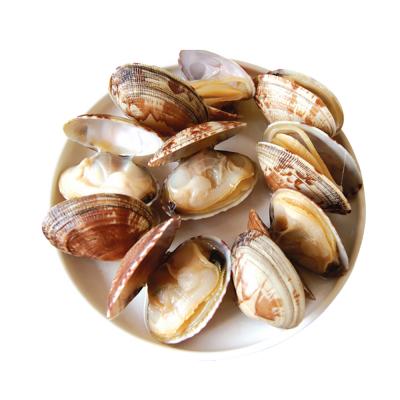 China Factory price high quality frozen baby clam grill cooked clam FROZEN good small supplier for sale