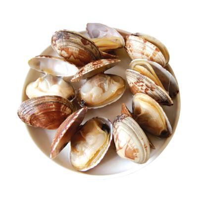 China Hot Selling Price FROZEN High Quality Seafood Clam Dish Custom Baby Clam Packaging For Sale for sale