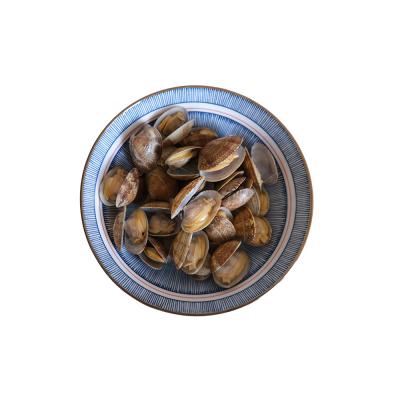 China FROZEN frozen boiled fresh cheap prices processing clam shells seafood baby clam from china for sale