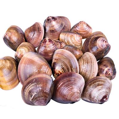 China Wholesale Delicious Process New Process Frozen Clam Seafood Baby Chinese Clam for sale