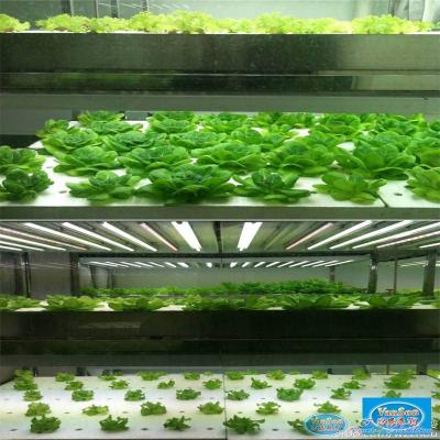 China Hydroponic Growing Systems Container Hydroponic Growing Equipment Indoor Container Hydroponic Plant for sale