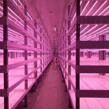 China Eco-Friendly Barley System Greens Hydroponic Growing System Automatic Hydroponic Growing System for sale