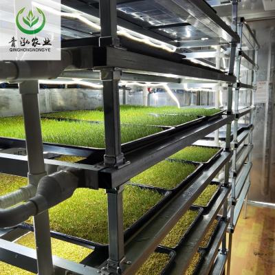 China Farms production fodder hydroponics system hydroponics fodder machine barley seeds for germination animal fodder for sale