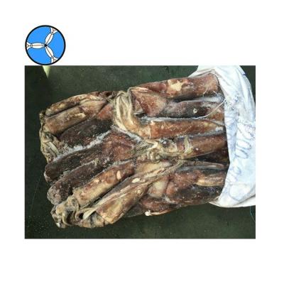 China SEAFOOD FROZEN Whole Round Squid SANFENG Frozen Black Squid for sale