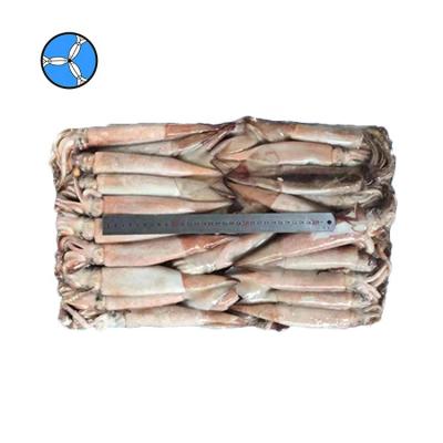 China SANFENG SEAFOOD Nutritious Frozen Seafood IQF Todarodes Squid for sale