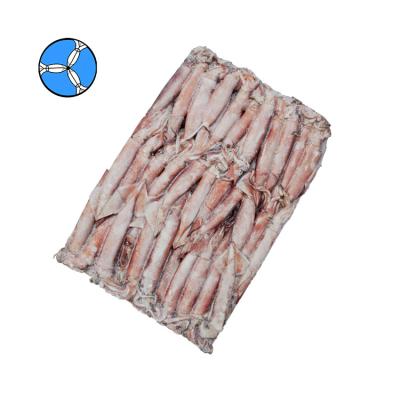 China NATURE SANFENG SEAFOOD best sales high price squid Todarodes high quality top squid for sale