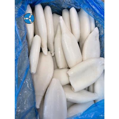 China NATURE'S New Frozen Landing WR Loligo Squid Tube for sale