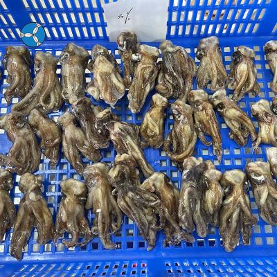 China Nutritious Wholesale Premium Calamari Jelly Head Seafood Tentacles Squid Squid Head Jelly for sale