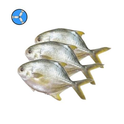 China NATURE SANFENG SEAFOOD POMPANO D'OR frozen golden fish damselfish seafood for sale