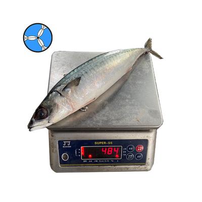 China SANFENG FROZEN SEAFOOD Brand Factory Frozen Pacific Mackerel Fish for sale