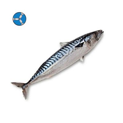 China FROZEN High Quality Frozen Pacific Mackerel For Sale for sale