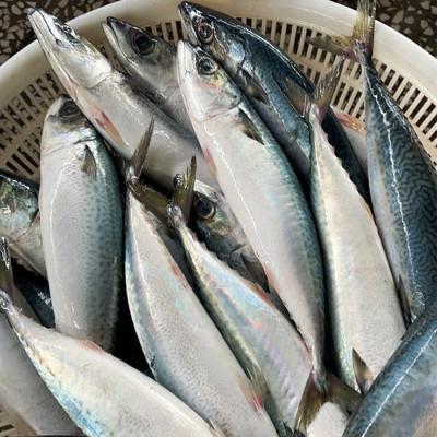 China FROZEN catching new whole round frozen Pacific mackerel for sale for sale