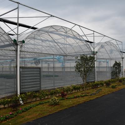 China ECO-FRIENDLY Agriculture Multi-span Arch Plastic Sheet Greenhouse Tomato Greenhouse and Strawberry Greenhouse for sale