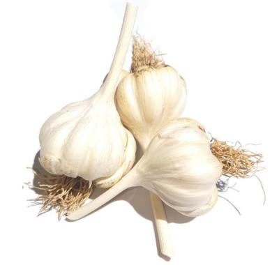 China Good Quality Fresh Garlic Factory Purchase Rebates White Vegetables for sale