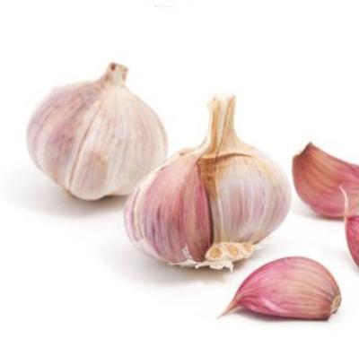 China Factory Supply 2021 New Competitive Price Premium High Quality Fresh Organic Shandong Natural Natural Red Garlic for sale