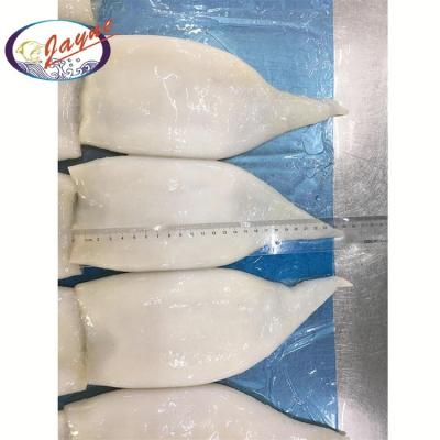 China China market organic sales processed todarodes pacificus seafood squid tube price for sale