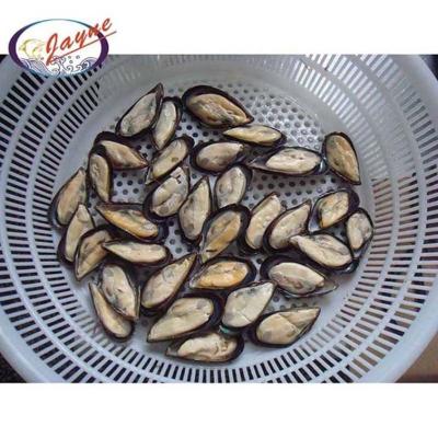 China FROZEN half shell green mussel wholesale products can be imported from china for sale