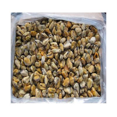 China FROZEN boiled mussel meat without shell detail cooking frozen mussel meat products detail fish mussels for sale