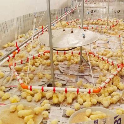 China High Sensitivity Water Saving Chicken Chicken Deep Trash Feeding And Drinking System en venta