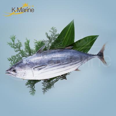 China Live Fish Organic Frozen Skipjack Tuna for sale