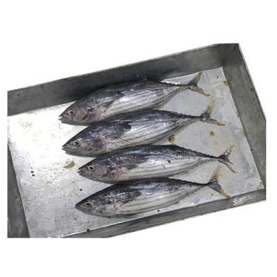 China Frozen Bonito Tuna For Sale from China Organic Factory for sale