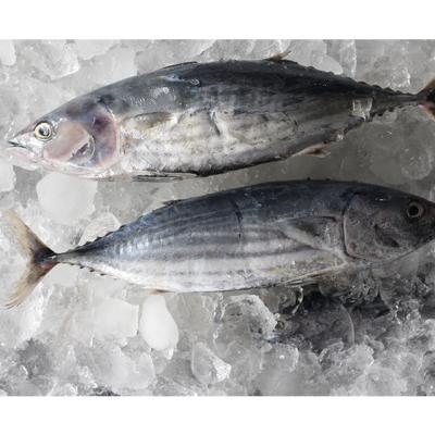 China Frozen fish from India organic sea bonito for sale