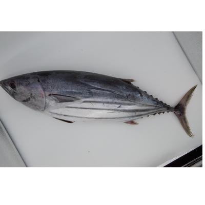 China Frozen Skipjack Tuna Whole Round For Sale Fresh Organic Seafood Fish for sale