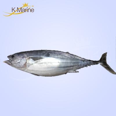 China Whole Organic Fish Jelly Around Fresh Tuna Skipjack for sale