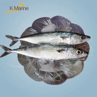 China Chinese Seafood Company Export Organic Frozen Mackerel for sale