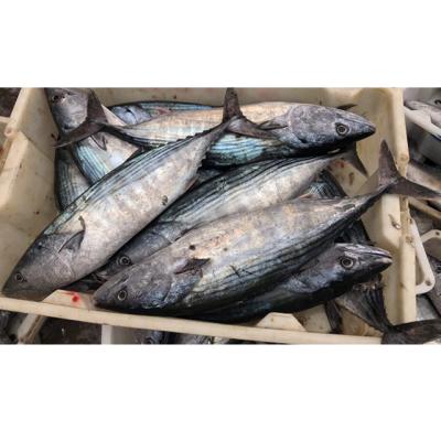 China Organic 300 - 500g Fresh Seafood Pacific Mackerel Fish Frozen for sale