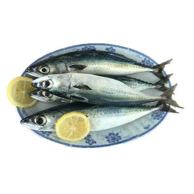 China 300-500g Organic Frozen Mackerel Fish , Frozen Fish Mackerel Exporters for sale