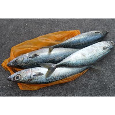 China Organic Cheap Frozen Mackerel Tuna Fish Exporters Fish 200-300g for sale