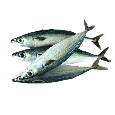 China Mackerel Pacific Mackerel Organic Frozen Frozen Fish Fish Expoters for sale