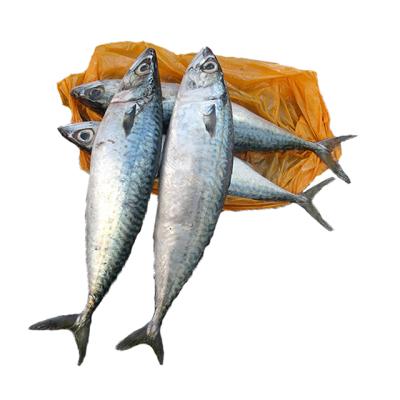 China Tuna Fishes Organic High Quality Frozen Mackerel for sale