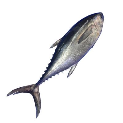 China Tuna Fish Whole Low Fat Frozen Bigeye for sale