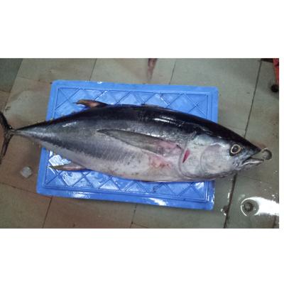 China Ningbo Tuna Price Organic Professional Frozen Salmon Trout for sale