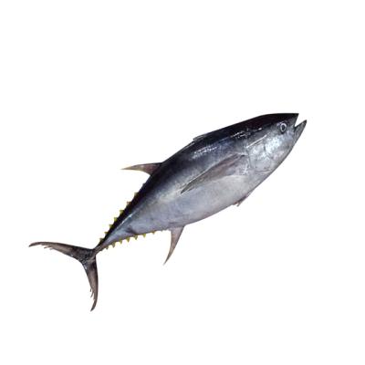 China Albacares de Thunnus Whole Salmon Trout Tuna Frozen Price Organic for sale