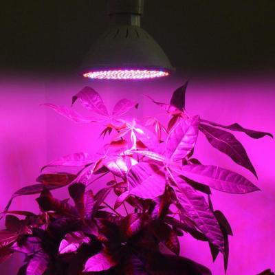 China Seed Seed Planting E26 Red Blue 10W 15W 20W Indoor Full Spectrum Plant Grow Led Growing Light Bulb E27 for sale